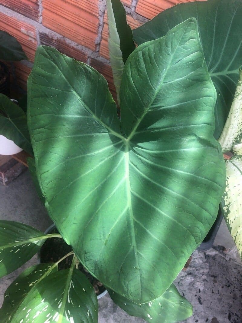 Taro 4