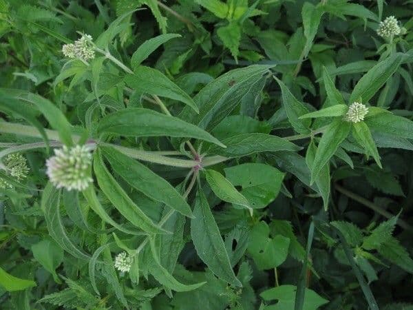Eupatorio 19