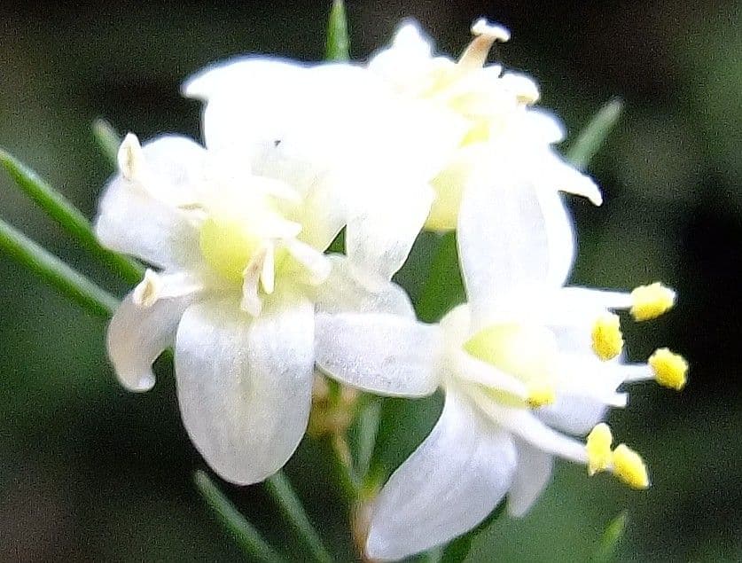 Doldiger Spargel 9