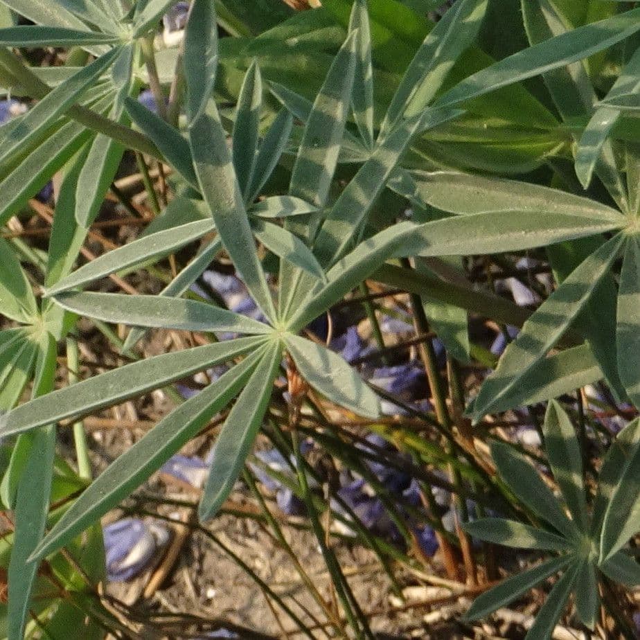 Breitblättrige Lupine 4