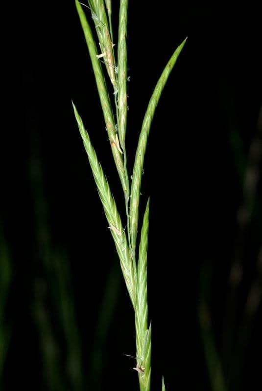 Brachypode phénicoïde 8
