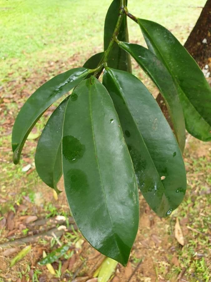 Garcinia verde 5