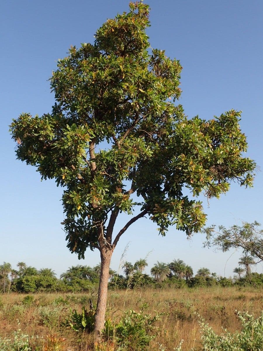 Lophira 5