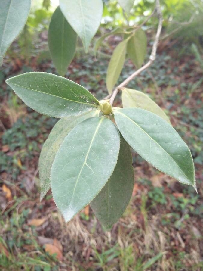 Camelia 7
