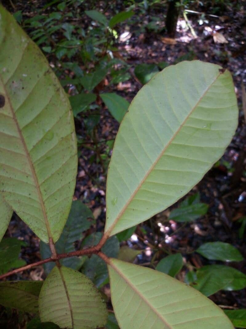 Calycorectes 3