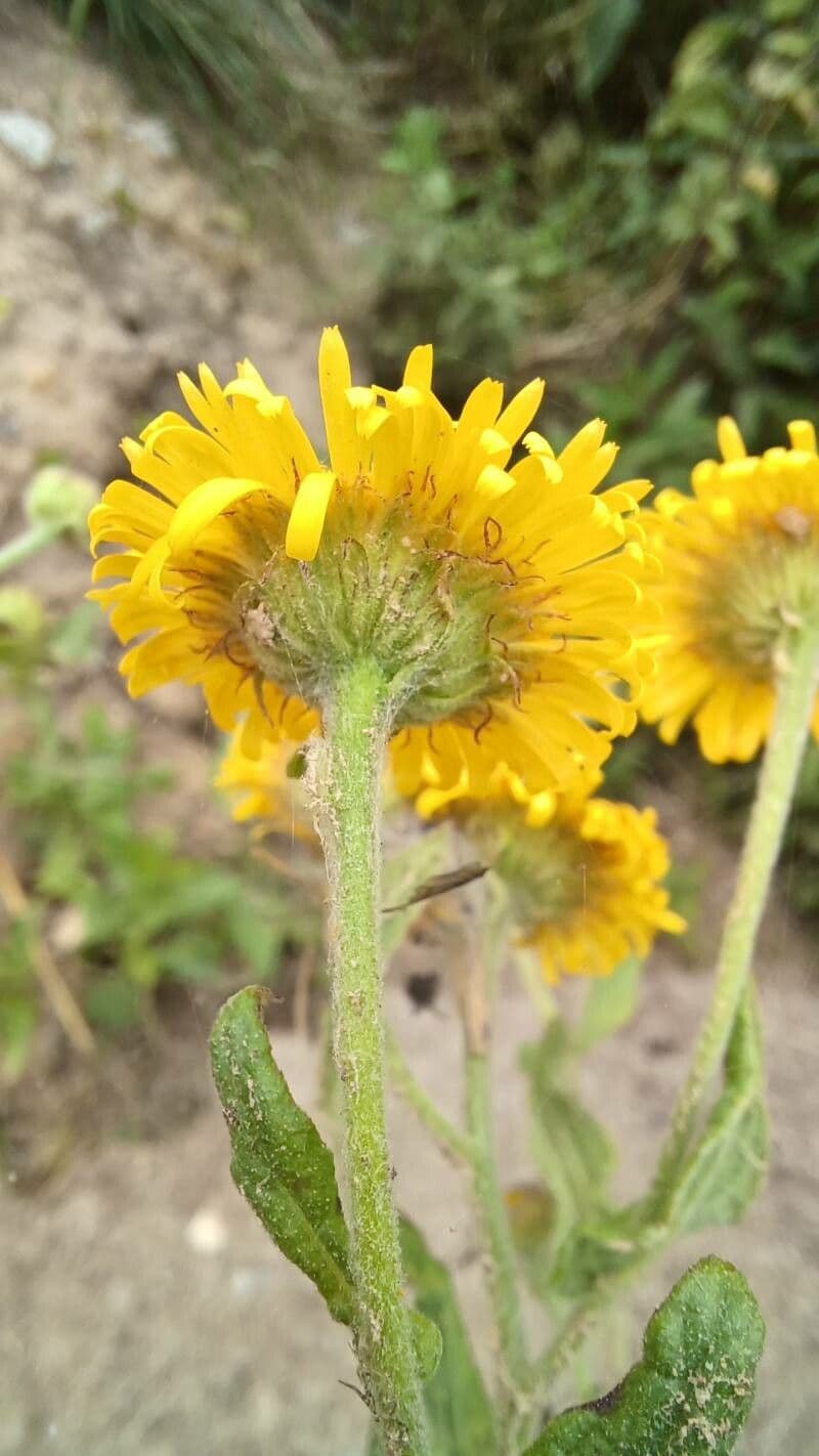 Pulicaria dysenterica 5