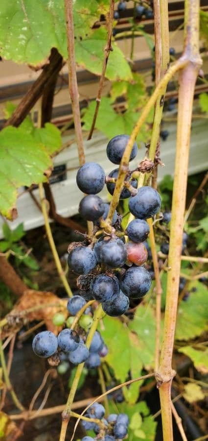 Vitis aestivalis 4