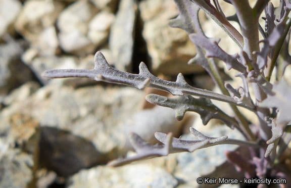 Thysanocarpus laciniato 18