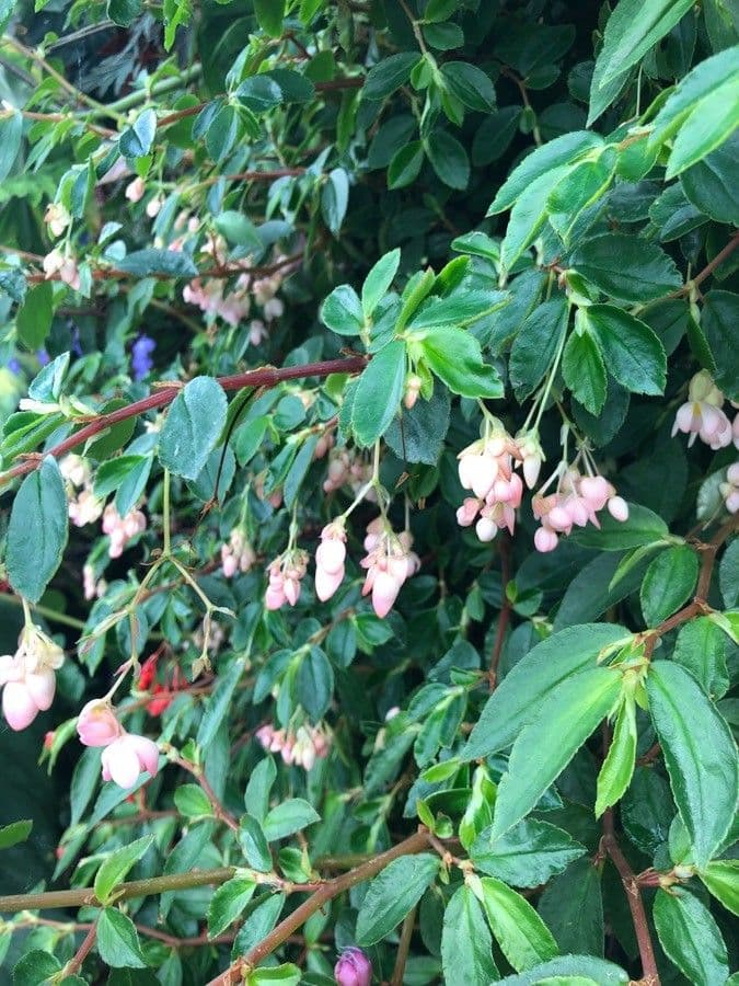 Fuchsienblättrige Begonie 10