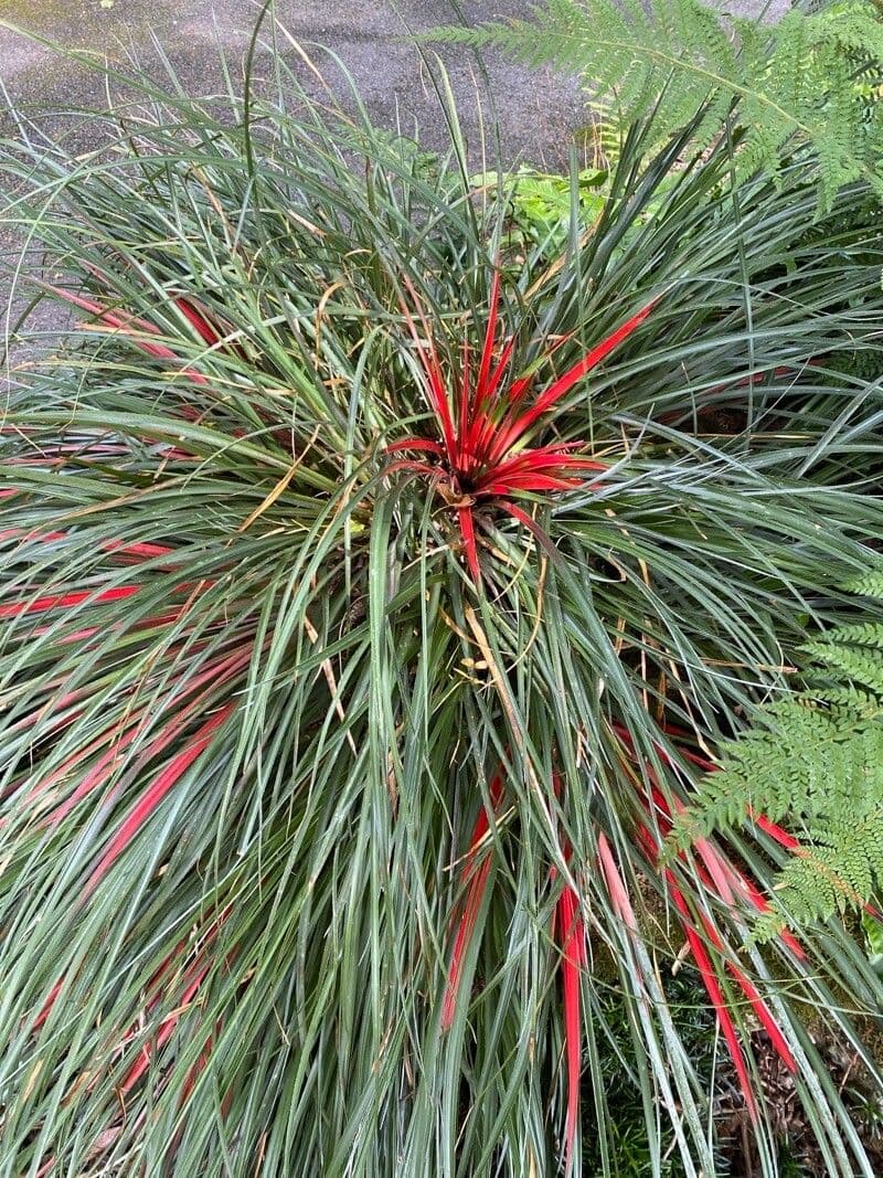 Fascicularia 16