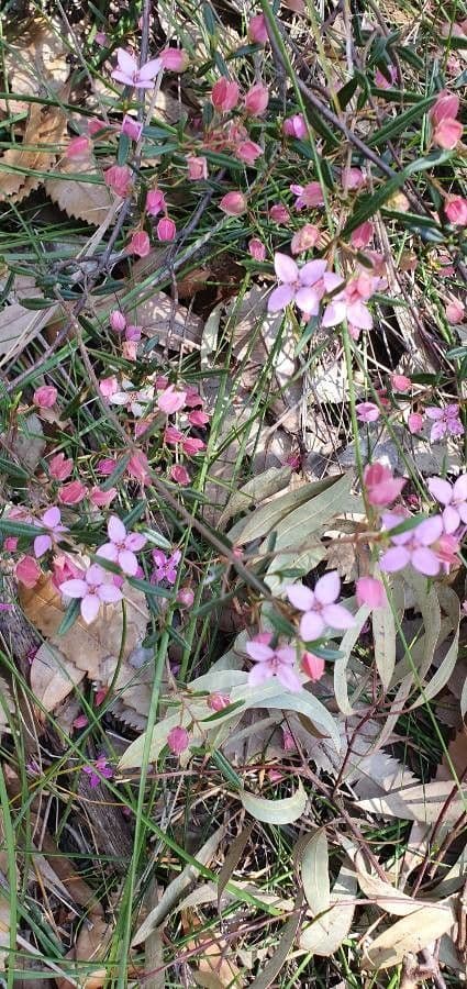 Boronia ledifolia