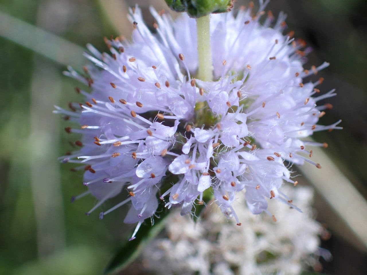Menta cervina 4
