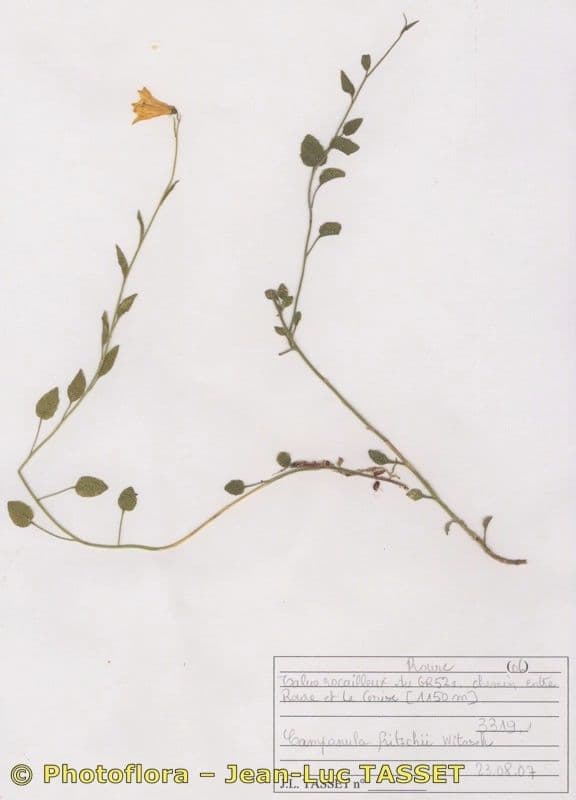 Campanula 12