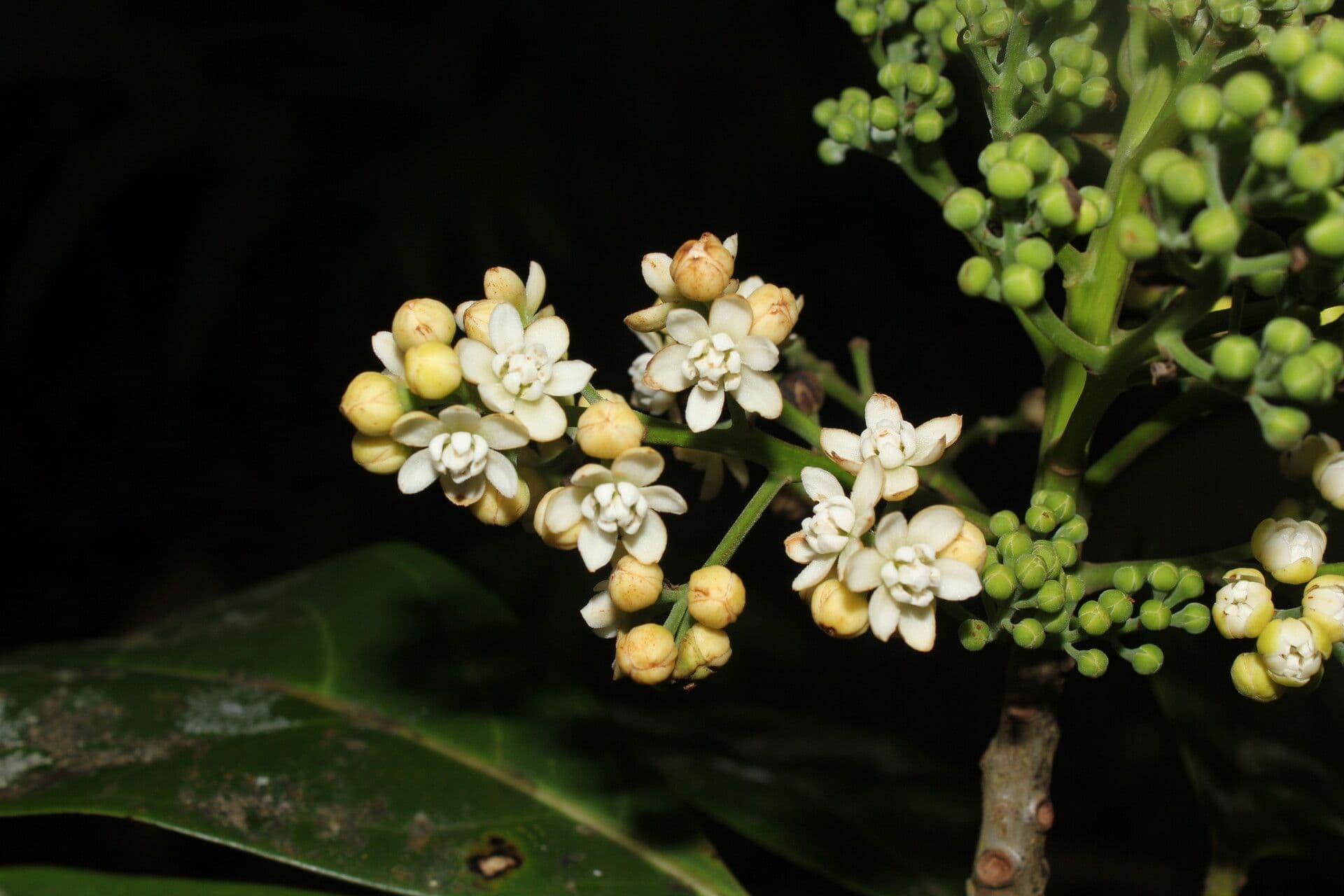 Mespilodaphne macrophylla 7