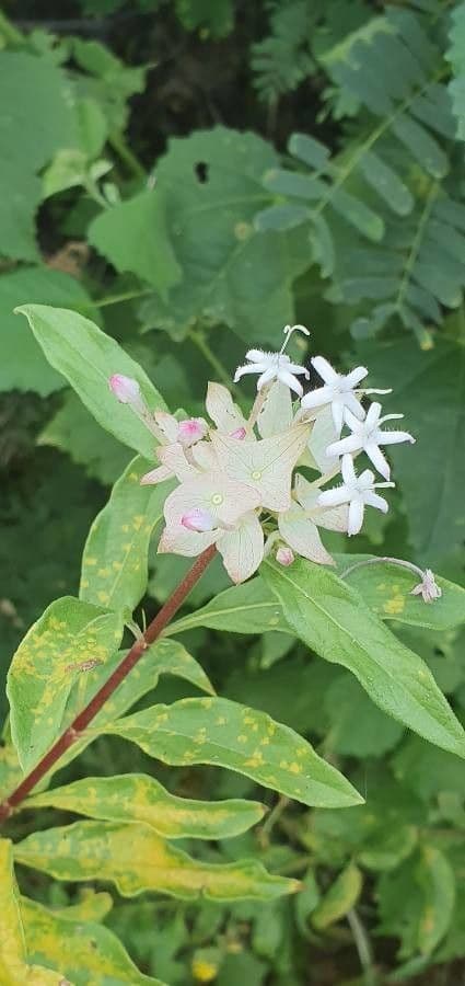 Dirichletia