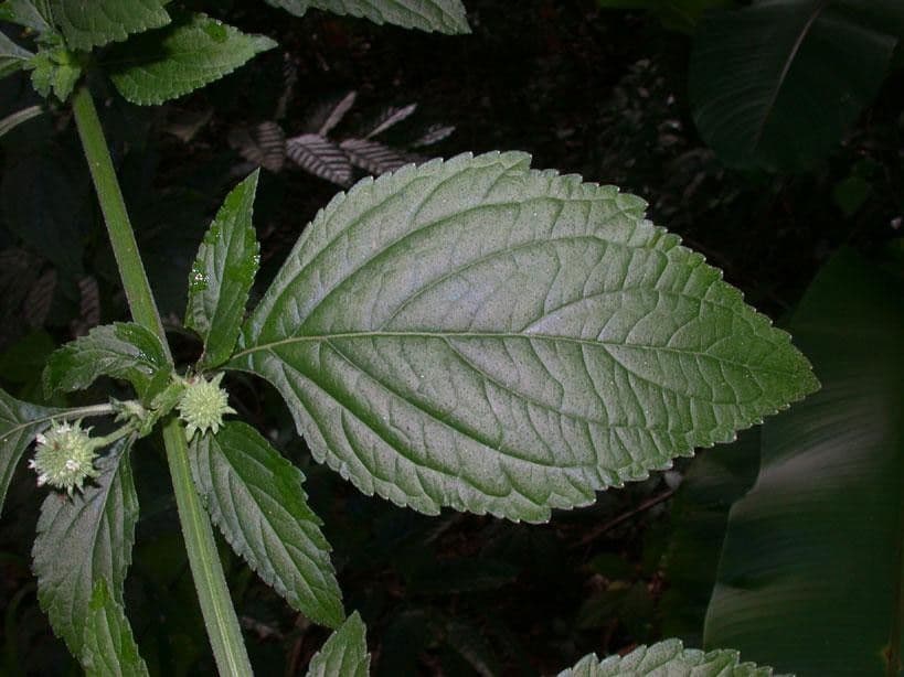 Hyptis capitata 15