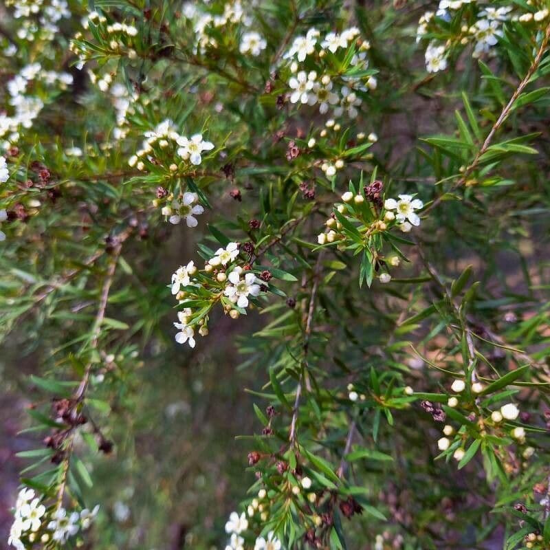 Sannantha 4