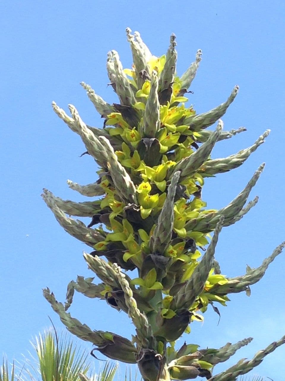 Puya 21