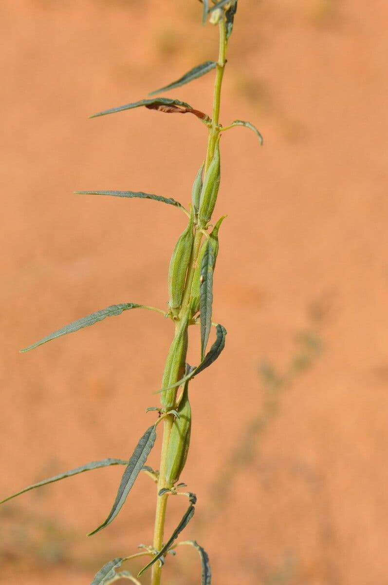 Sesamo alato 2
