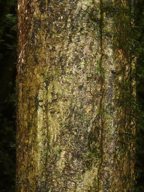 Duguetia 7