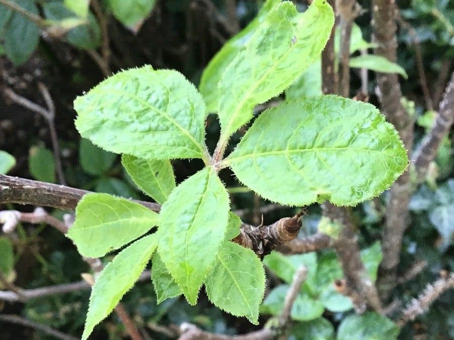 Eleuterococco siberiano 3