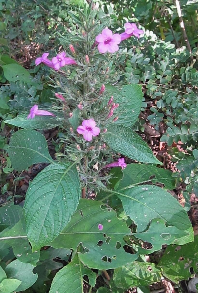 Ruellia 10