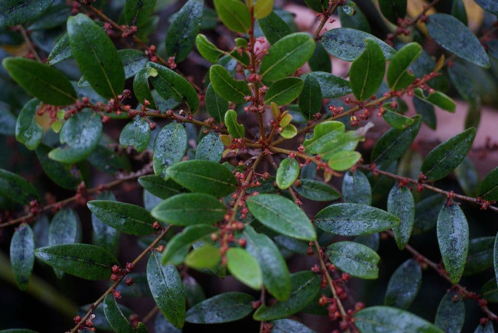 Phyllanthus phillyreifolius 26