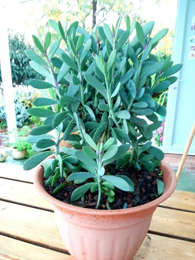 Senecio crassiflorus 7