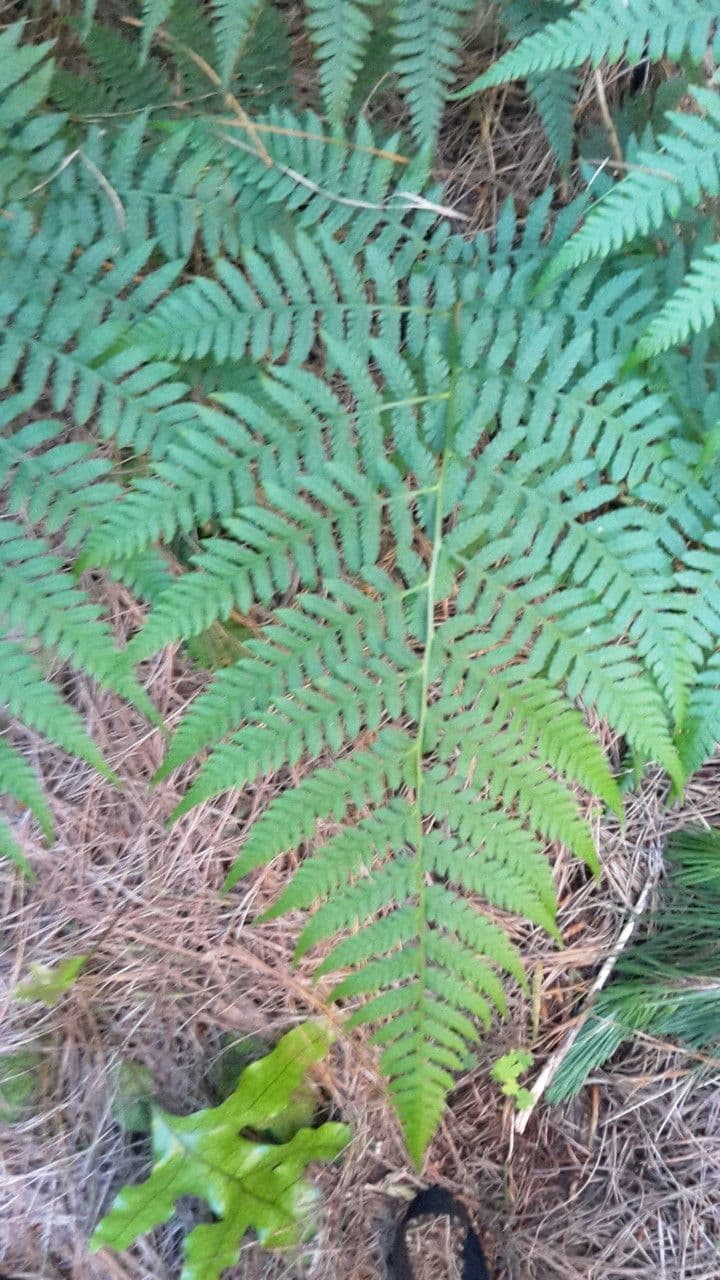 Deparia petersenii 10