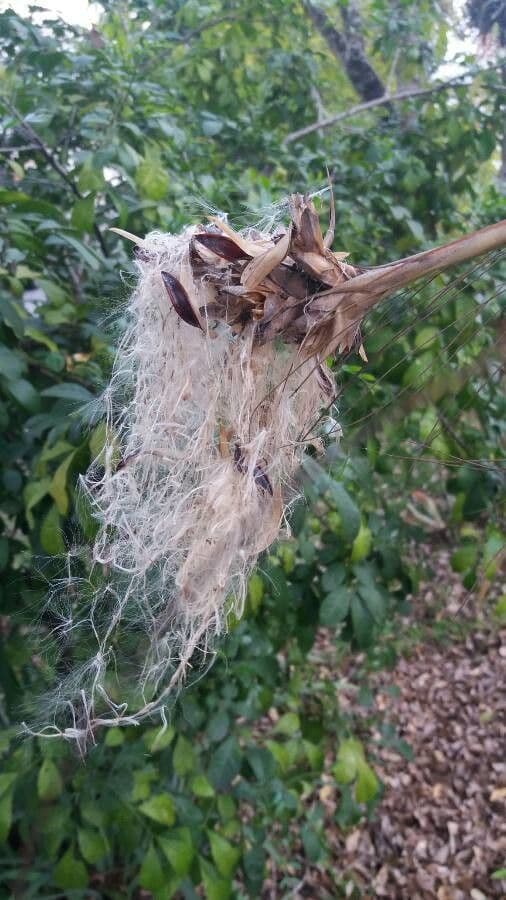 Tillandsia juncea 4