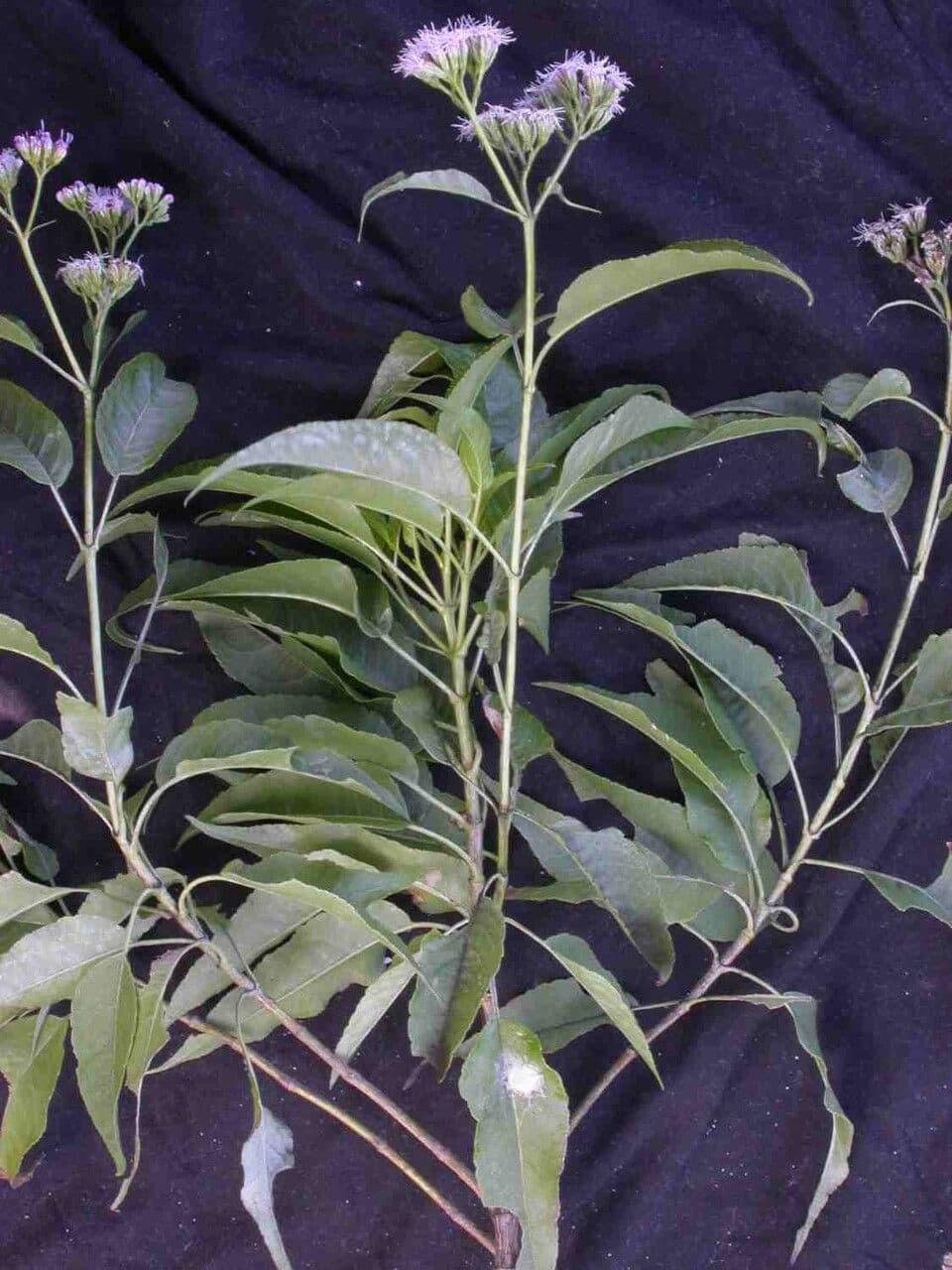 Acritopappus 2