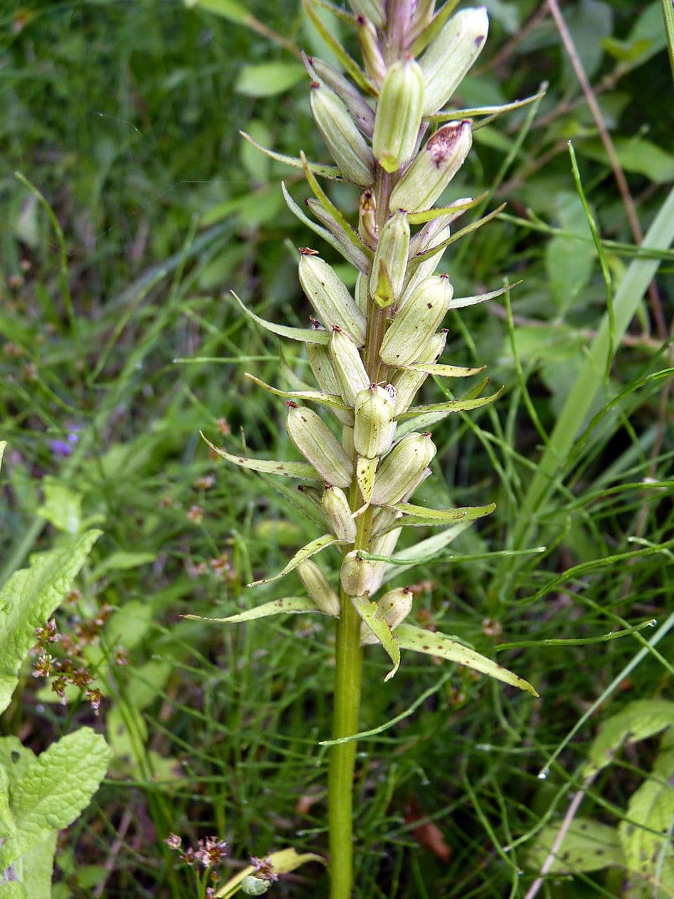 Orchidea macchiata
