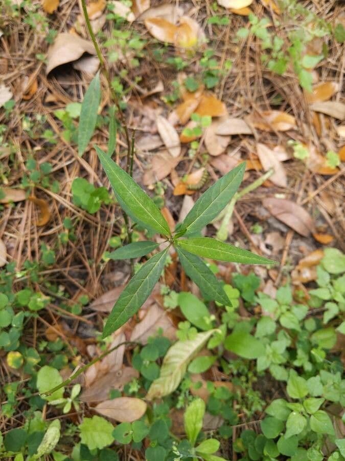 Asclepiade incarnata 20