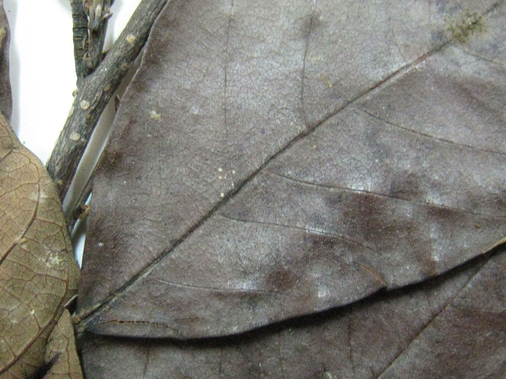 Kleinblütige Licania