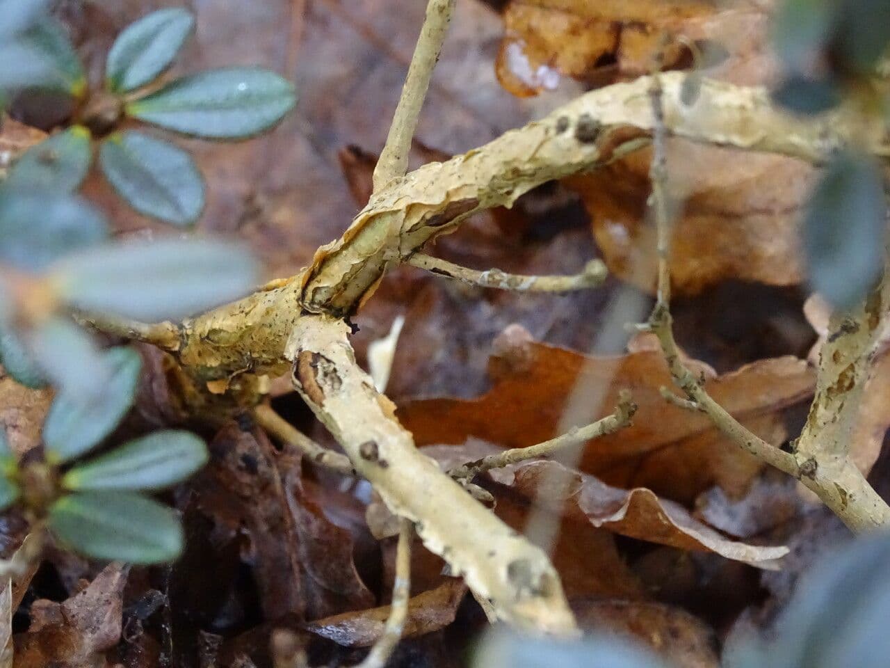 Rododendron Sargentův 2