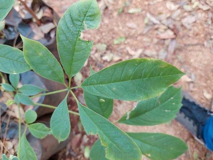 Vitex megapotamica 11