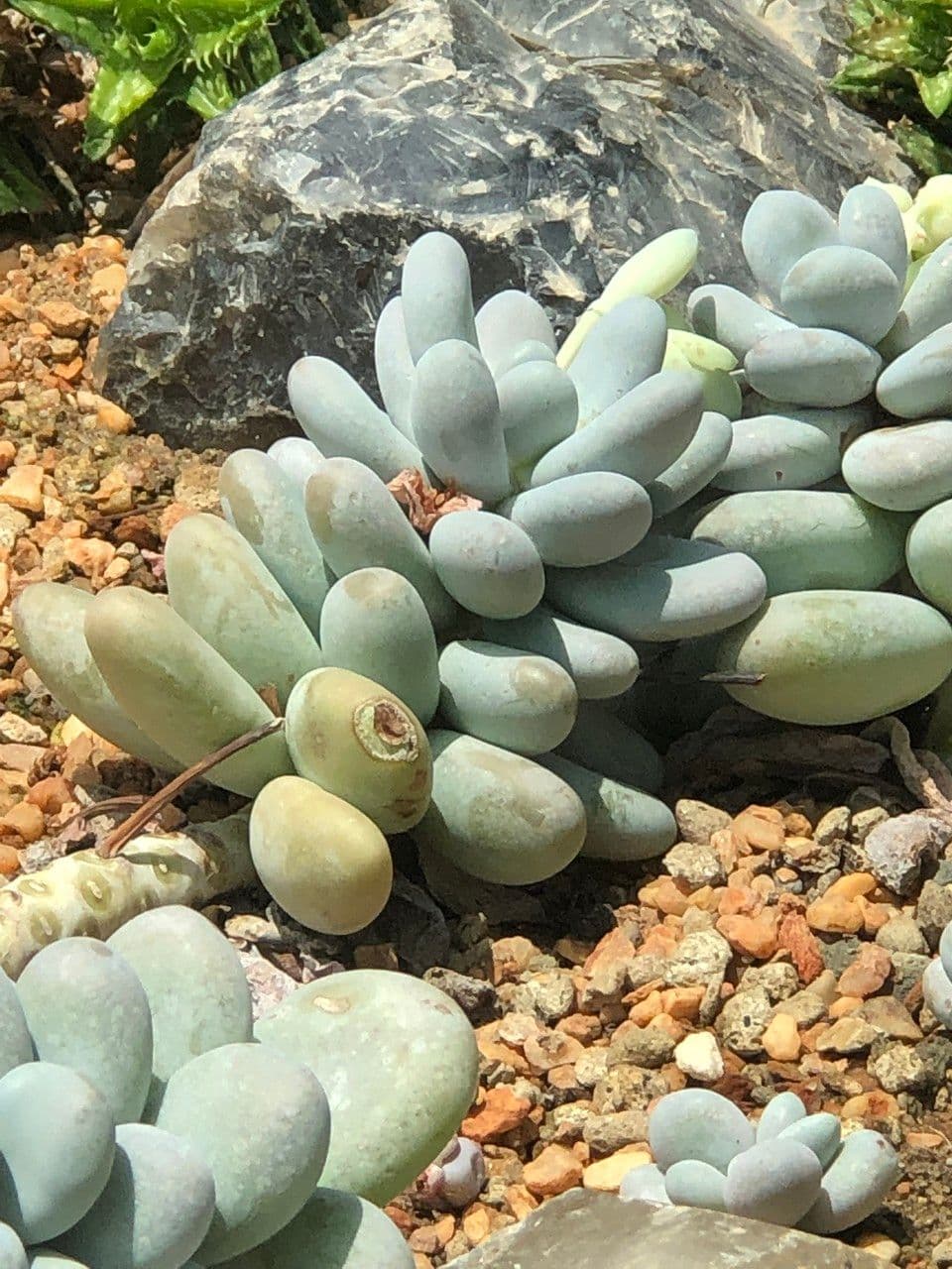 Pachyphytum 12