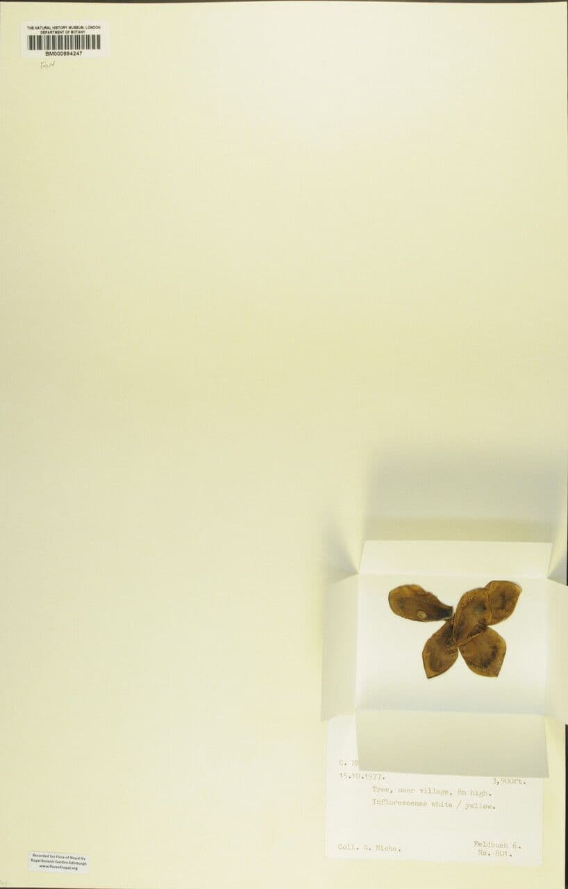 Magnolia 5