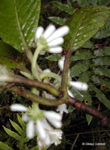 Psychotria 6