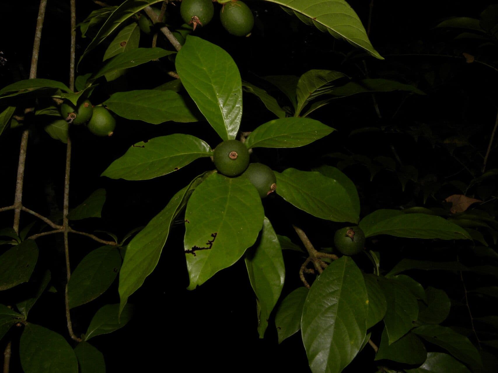 Randia spinosa