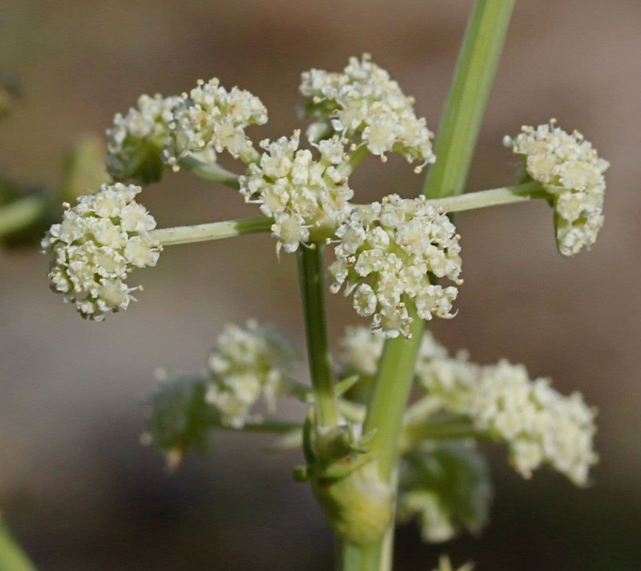 Trinia 9
