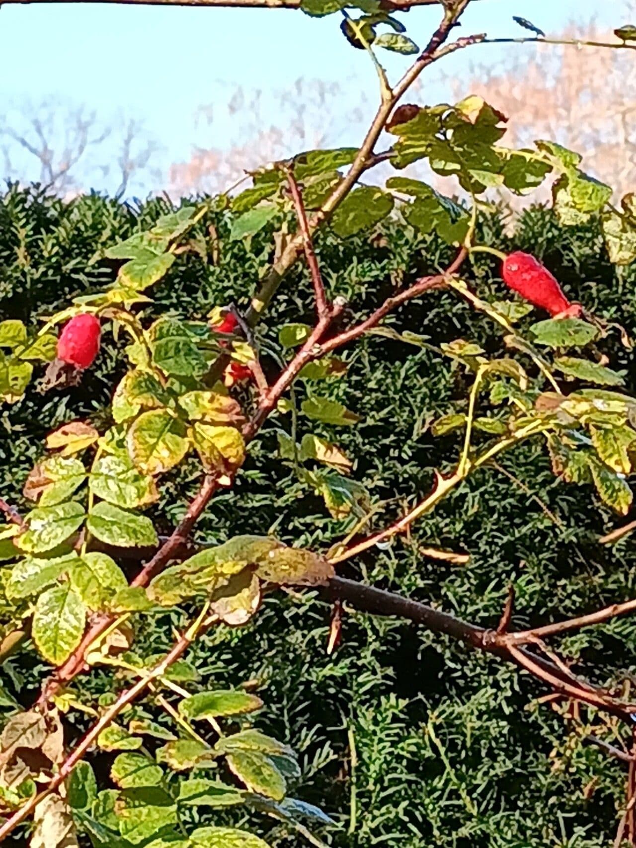 Rosa 2