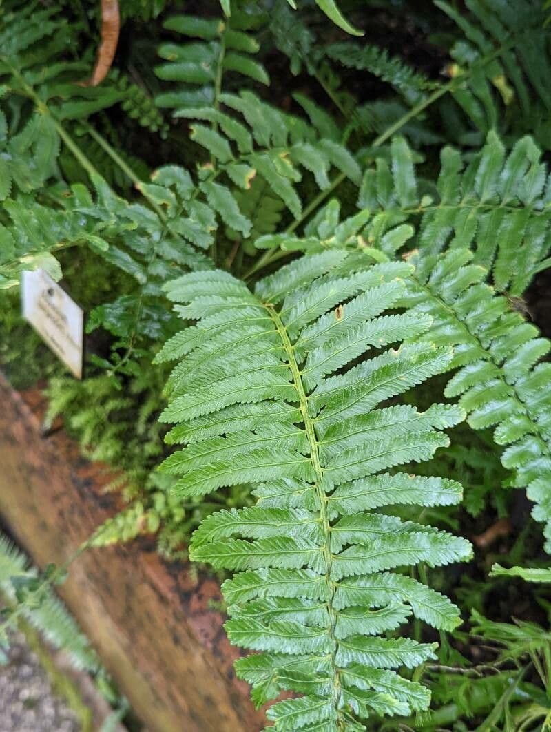 Asplenium 3