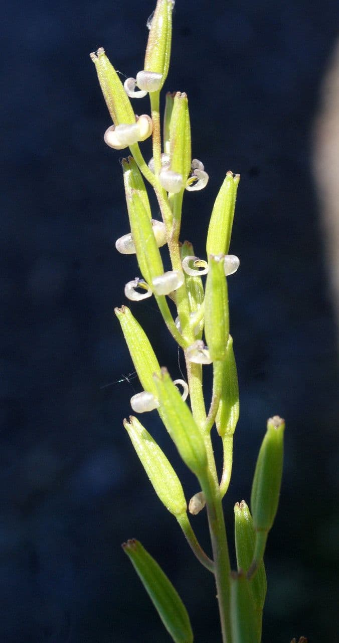 Triglochina bulbosa