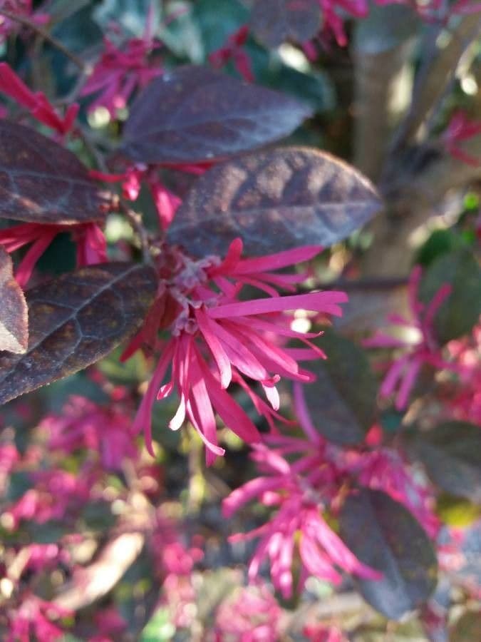 Loropetalum cinese 28