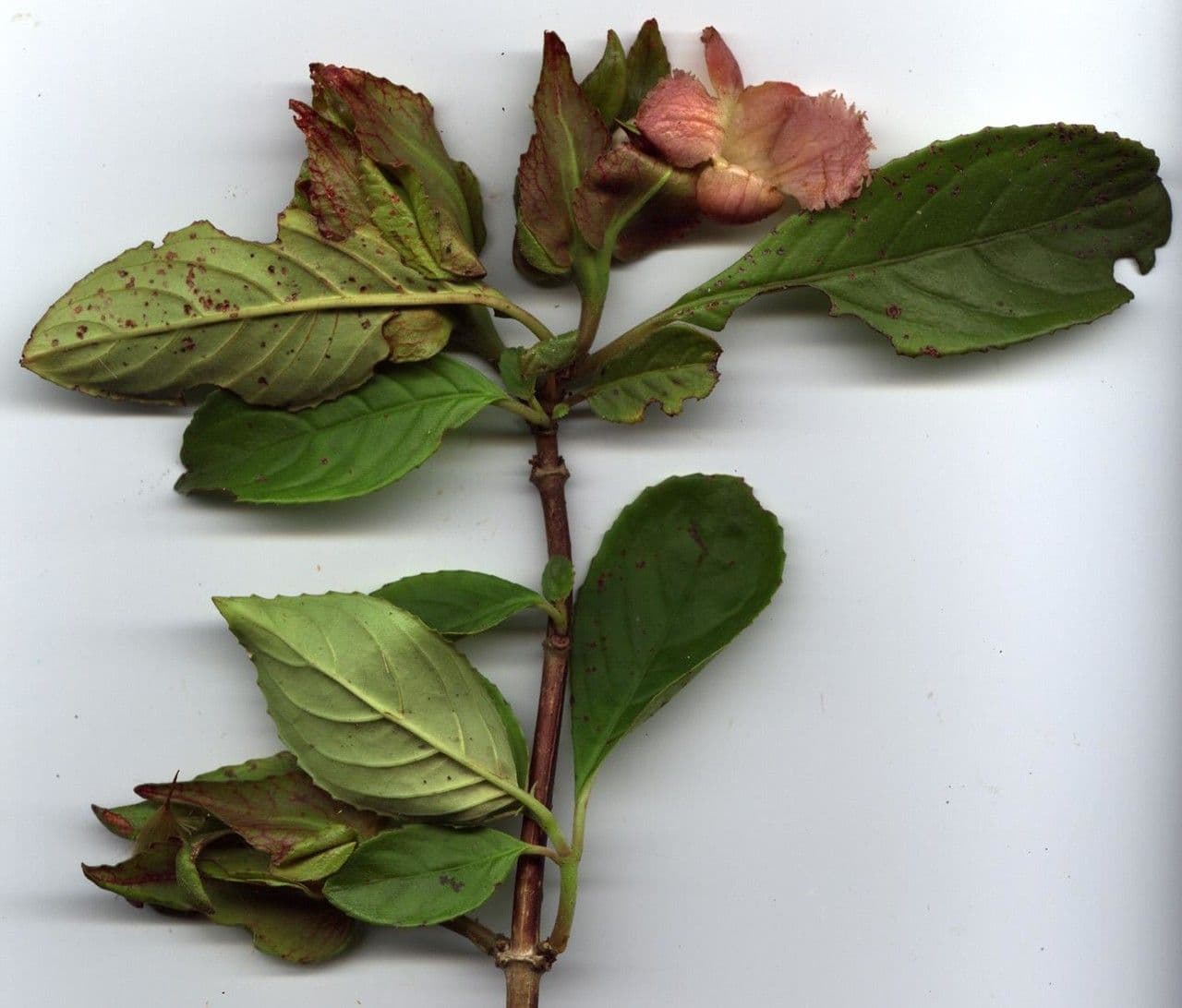 Drymonia seghettata 20