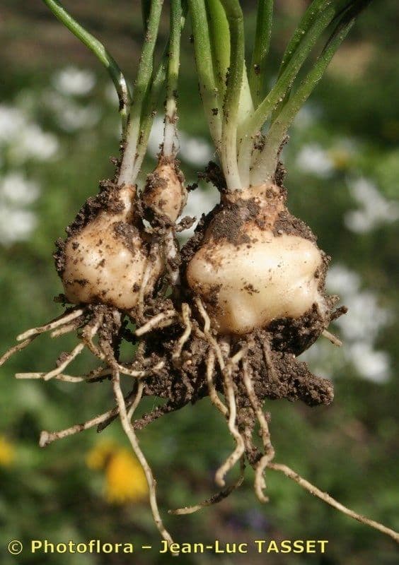 Ornithogale branchu 3