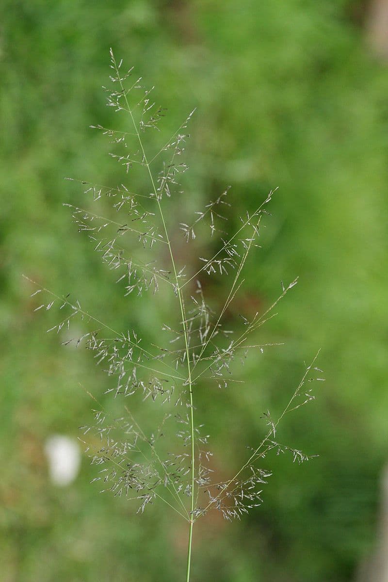 Eragrostis válcovitokvětá 3