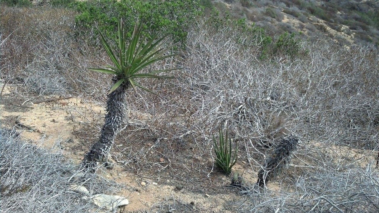 Yuca schidigera 12