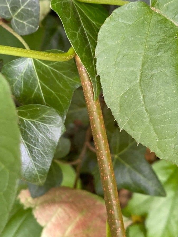 Actinidia kolomikta 21